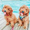 brelollyplays_adpt