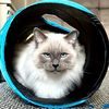 theragdollsnowball