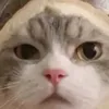 ski.bidi763