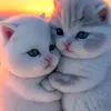 phan.vn808