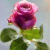user6340018830612