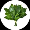 canh.b57