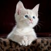 cute.pet.a51