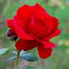 sima.akter243