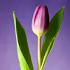 varya8903