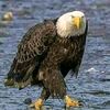 altaher.hamed8