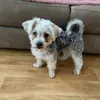 rolythemorkie