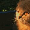 samah14663