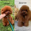maltipoo_poodle_tikap