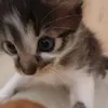 https_ailuu3