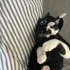 unicornsugarcookiepoop