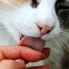 kittylicker76