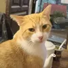ari