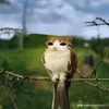 meowly70
