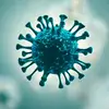 virus3531