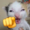 cmtrn249