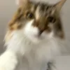 nmpbowttcrn