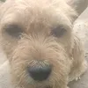 corchopatitas0