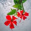 shahjalal.islam183