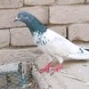 muhammad.zahid40249