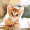 Kitten4U