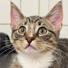 thepolydactylcat