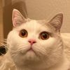 obelix_shorthair