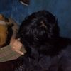tiga_putra805
