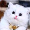 callie.andrea1