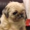 yourfavouriteboyhuggywug