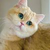 roamer.neko