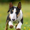 bullterrier_place