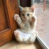 miaralfytwry