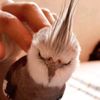 sam_35056