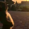 gangstermonkey005