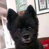 dogsarefun21
