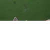 kjayden26