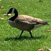 goose_______________
