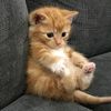 naunau_catlovers