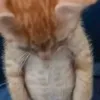 lei_cedi
