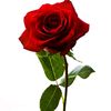 ibrahim.love22