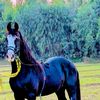 haroonjutt30209