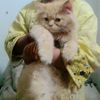umaimaisrar875