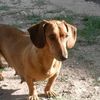 rupert_game