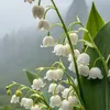 c.gi.xinh.p81