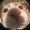chipdangbun9