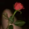 los_0808