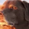 weird_chicken0