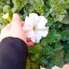 noor_1_2_3n