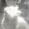 yourkitensss_bot